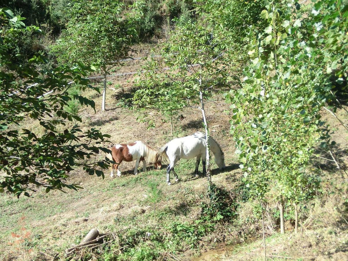 Apartamento En Pleno Montseny Mas Romeu Turisme Rural Арбусьес Экстерьер фото